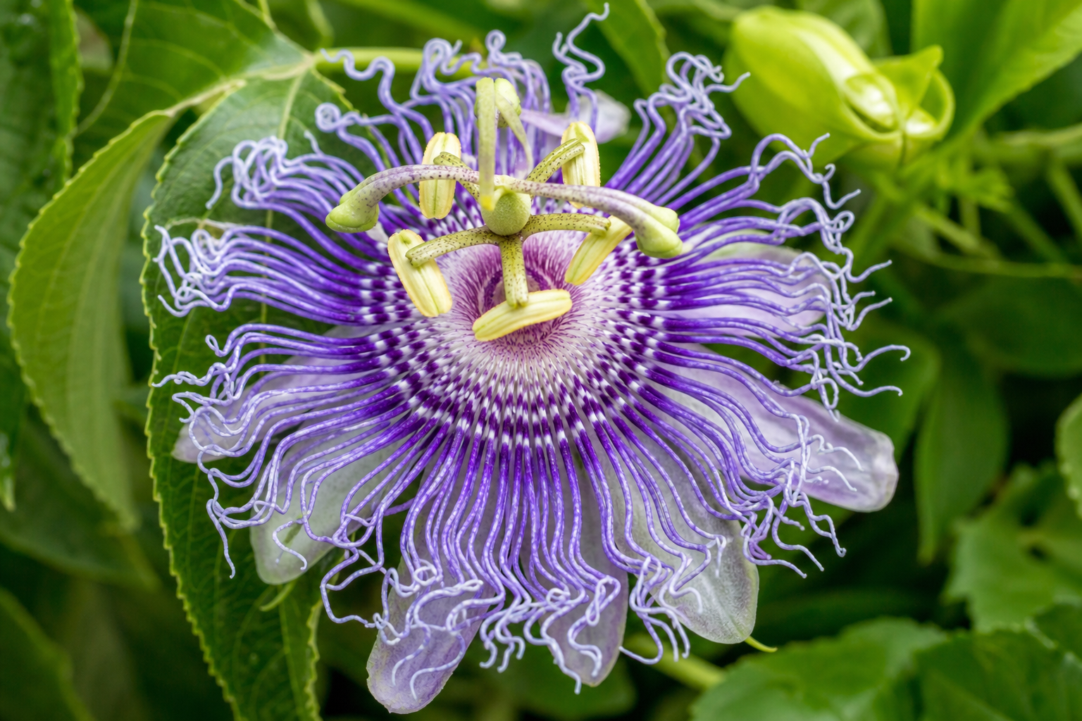 Passionflower: The Calming Herb That Clears the Mind